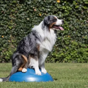 Balanstrainer voor hondentraining 60cm