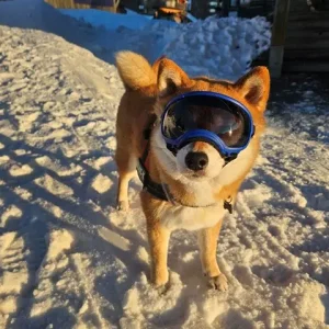 REX SPECS Hondenbril S V2