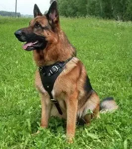 PRIDE Lederen harnas Attack voor honden maat S