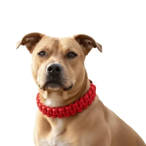 PawWeave Hondenhalsband Verstelbaar – Sterke Nylon Halsband Hond voor Training & Wandelingen