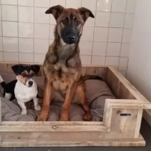 Hondenmand Luxe steigerhout